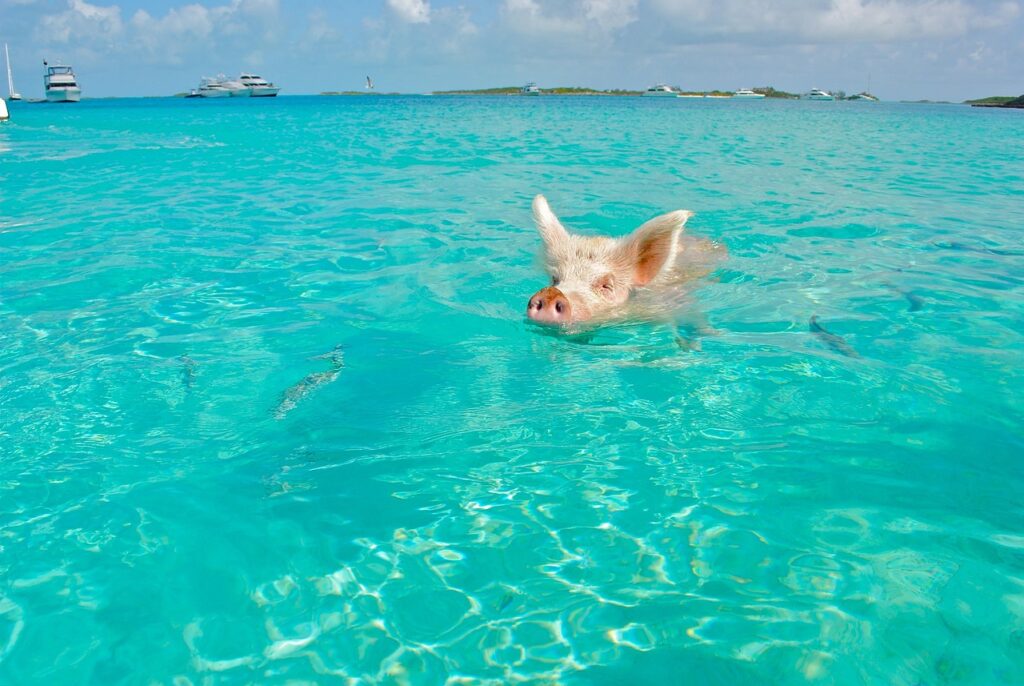 Profitez des Bahamas en 1 journée