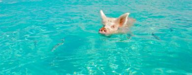 Profitez des Bahamas en 1 journée