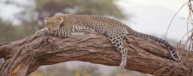 Afrique