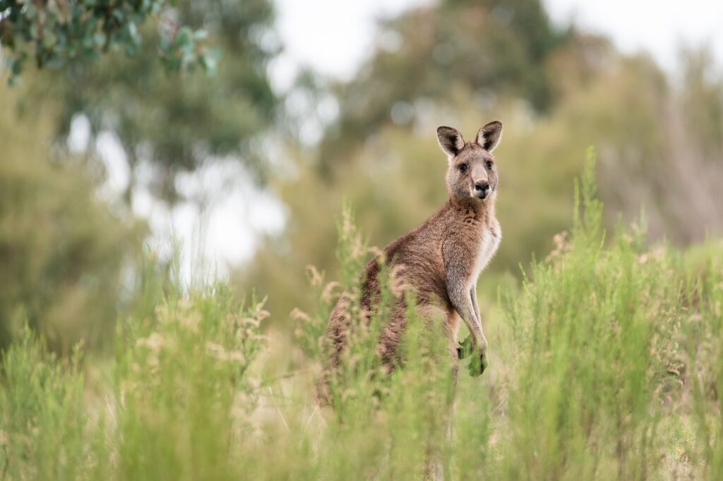 Découvrez l’Australie en 10 Étapes Inoubliables