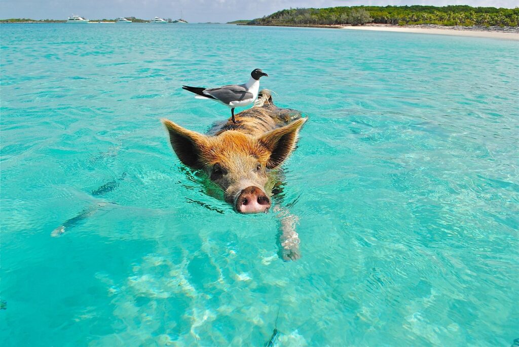 Profitez des Bahamas en 1 journée